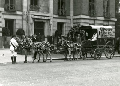 A Mazawattee Tea Cart, drawn by a team of zebras, outside the Zoological Society of London